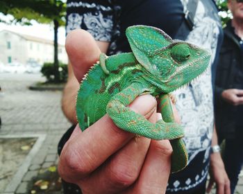 Close-up of hand holding leaf