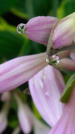 Close-up of water drops on pink flower