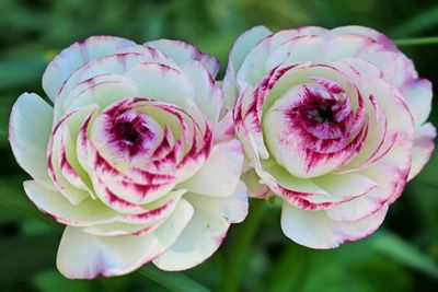 Close-up of pink rose