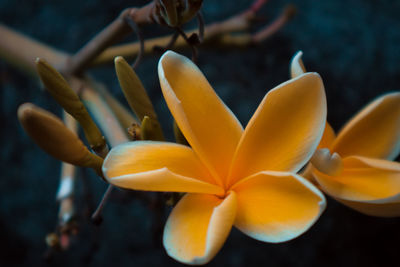 Close-up of yellow flowering plant