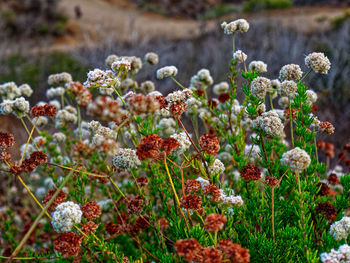 Close-up of flowering plants