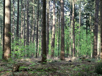 Pine trees in forest