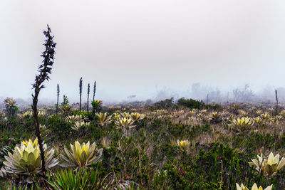 Close-up of flowers against clear sky