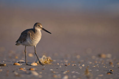 Close-up of a bird