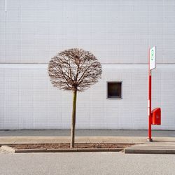 Bare tree by information sign against building