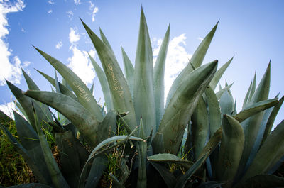 Close-up of prickly pear cactus