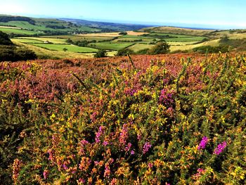 Pink flowers in field