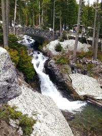 Scenic view of waterfall in forest