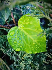 Close-up of wet plant