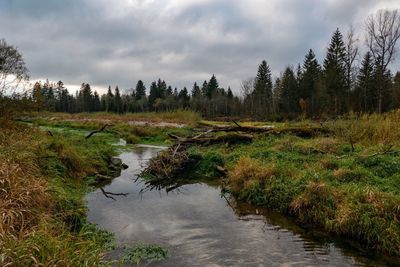 Scenic view of lake in forest against sky