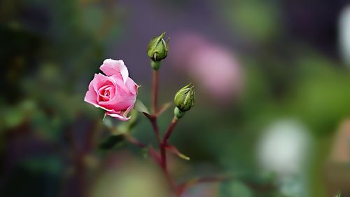 Close-up of pink rose