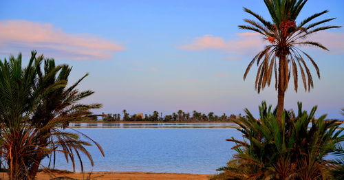 Palm trees by swimming pool against sky