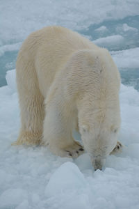 Polar bear on frozen lake