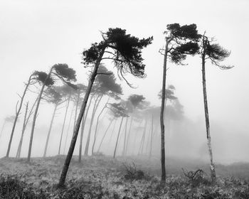 Trees on field against sky