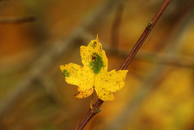 Close-up of yellow flowering plant against blurred background