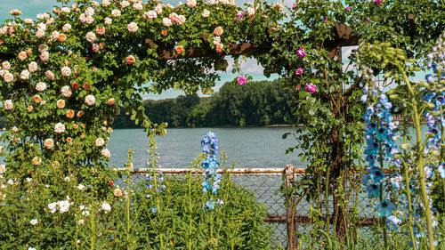 Flowering plants by lake in park