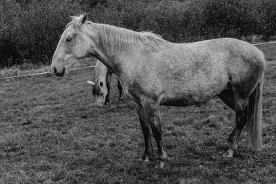 Side view of two horses on field