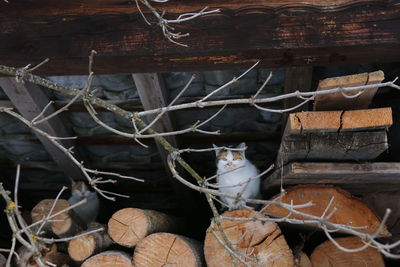 Close-up of stack of wood