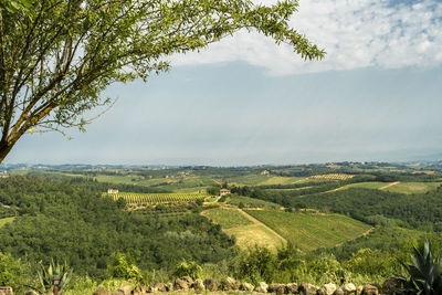 Scenic view of agricultural field against sky