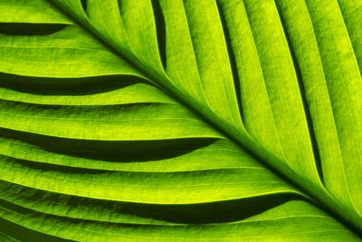 Full frame shot of green leaves