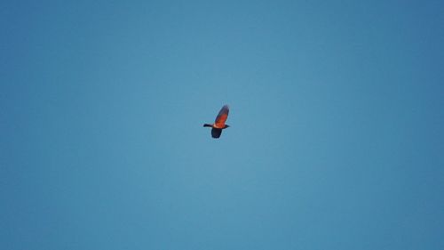 Low angle view of bird flying in sky