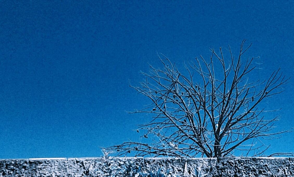 blue, clear sky, bare tree, copy space, low angle view, branch, tree, nature, tranquility, cold temperature, winter, beauty in nature, snow, outdoors, day, no people, scenics, tranquil scene, season, high section