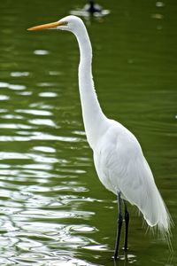 White swan on lake