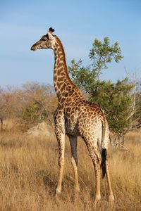 Giraffe standing on field against sky