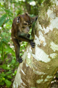 Philippine long-tailed macaque from palawan