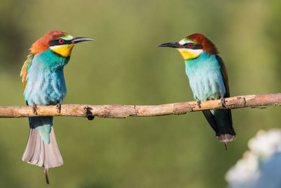 Close-up of bird perching on branch