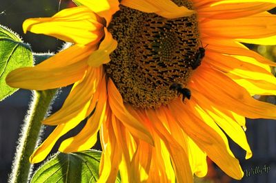 Close-up of sunflower