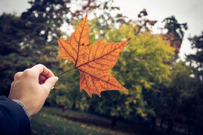 Close-up of hand holding maple leaves during autumn