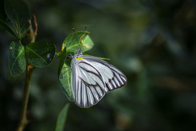 Close-up of butterfly on plant