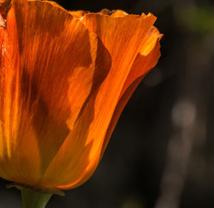 Close-up of orange flower blooming outdoors