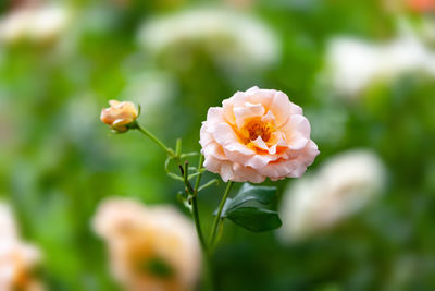 Close-up of white flowering plant