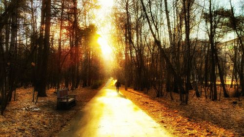 Road passing through forest