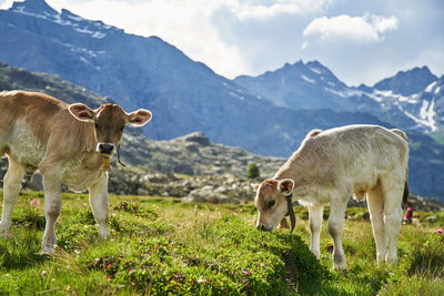Horses grazing in a field