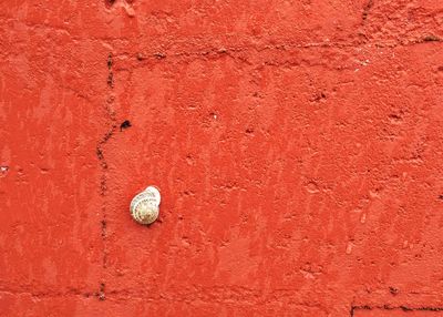 Snail on red wall