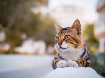 Close-up portrait of tabby cat looking away