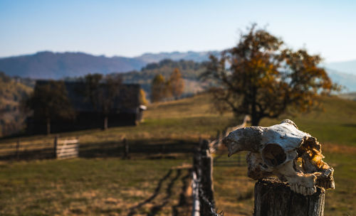 Skull on wooden post on field by trees against sky