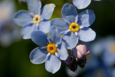 Close-up of purple flower blooming outdoors