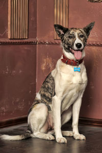 Portrait of dog sitting on floor