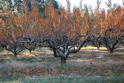 Trees on landscape