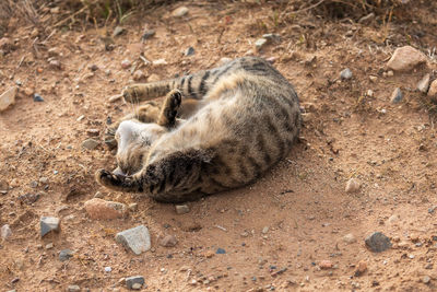 High angle view of cat lying on sand