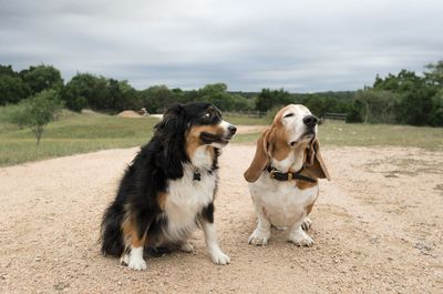 Dogs on field against sky