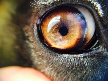 Cropped portrait of dog eye