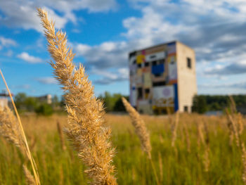 Crops growing on field against sky