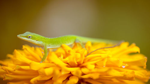 Close-up of lizard on yellow flower