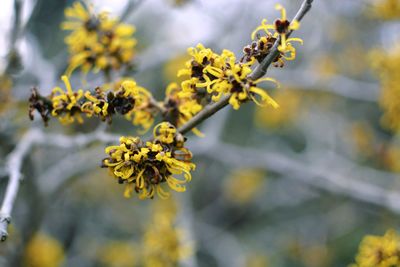 Close-up of yellow flowering plant