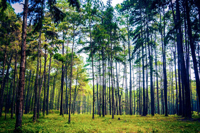 Trees on countryside landscape